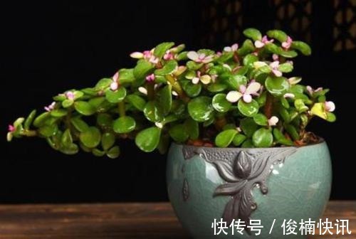 家中养一盆金枝玉叶,满足这些条件,还能开花,长成传家宝