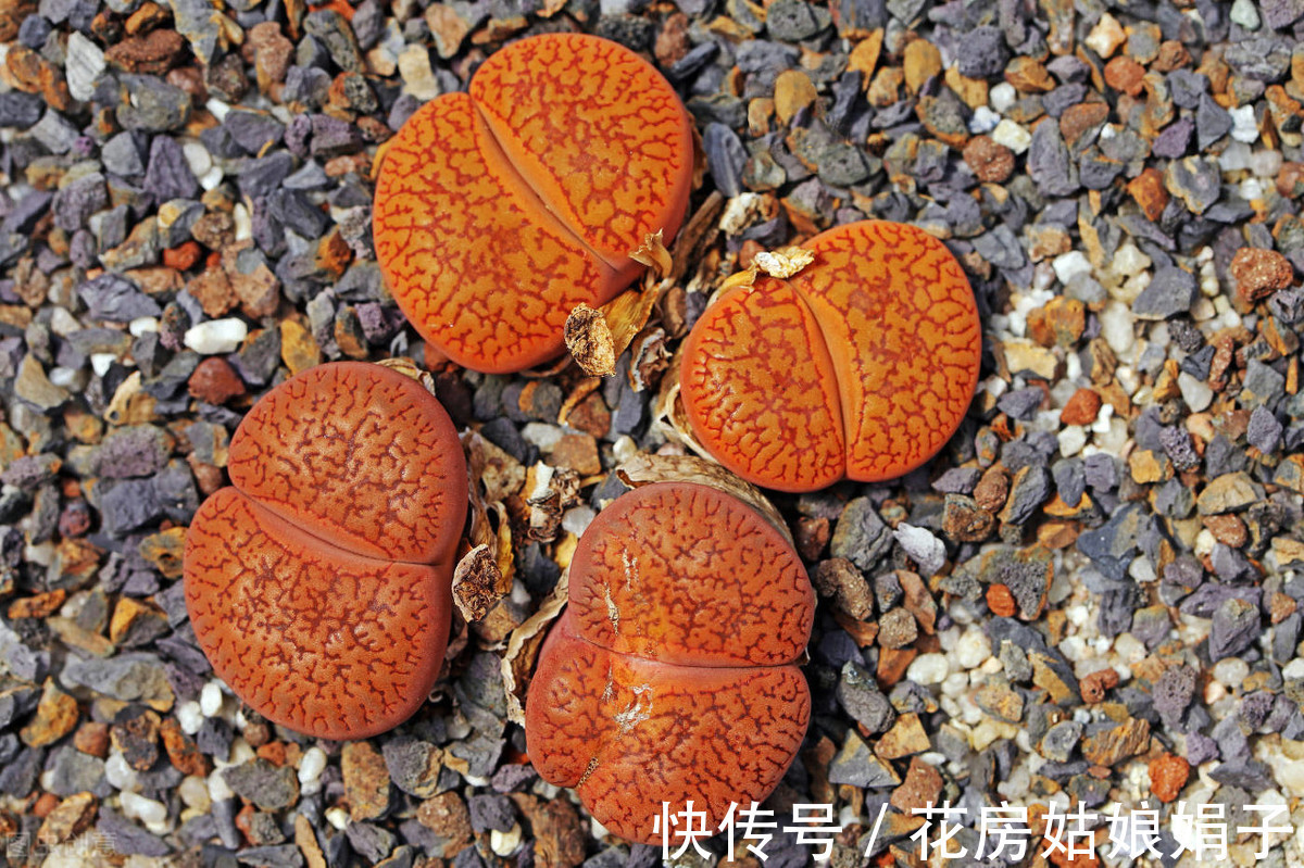 给水|生石花的3个生存实验,证实只要做好这几步,养出彩就这么简单