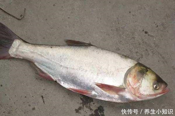 钓鲢鳙用饵的精髓，怪不得鲢鳙接二连三的上钩