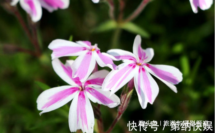 福禄|东北“最繁茂”的花！一株开成一片海寓意温暖惹人爱