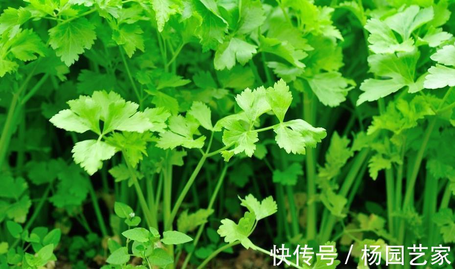 种植|立秋后,种上几样健康蔬菜,秋冬季节天天吃新鲜菜