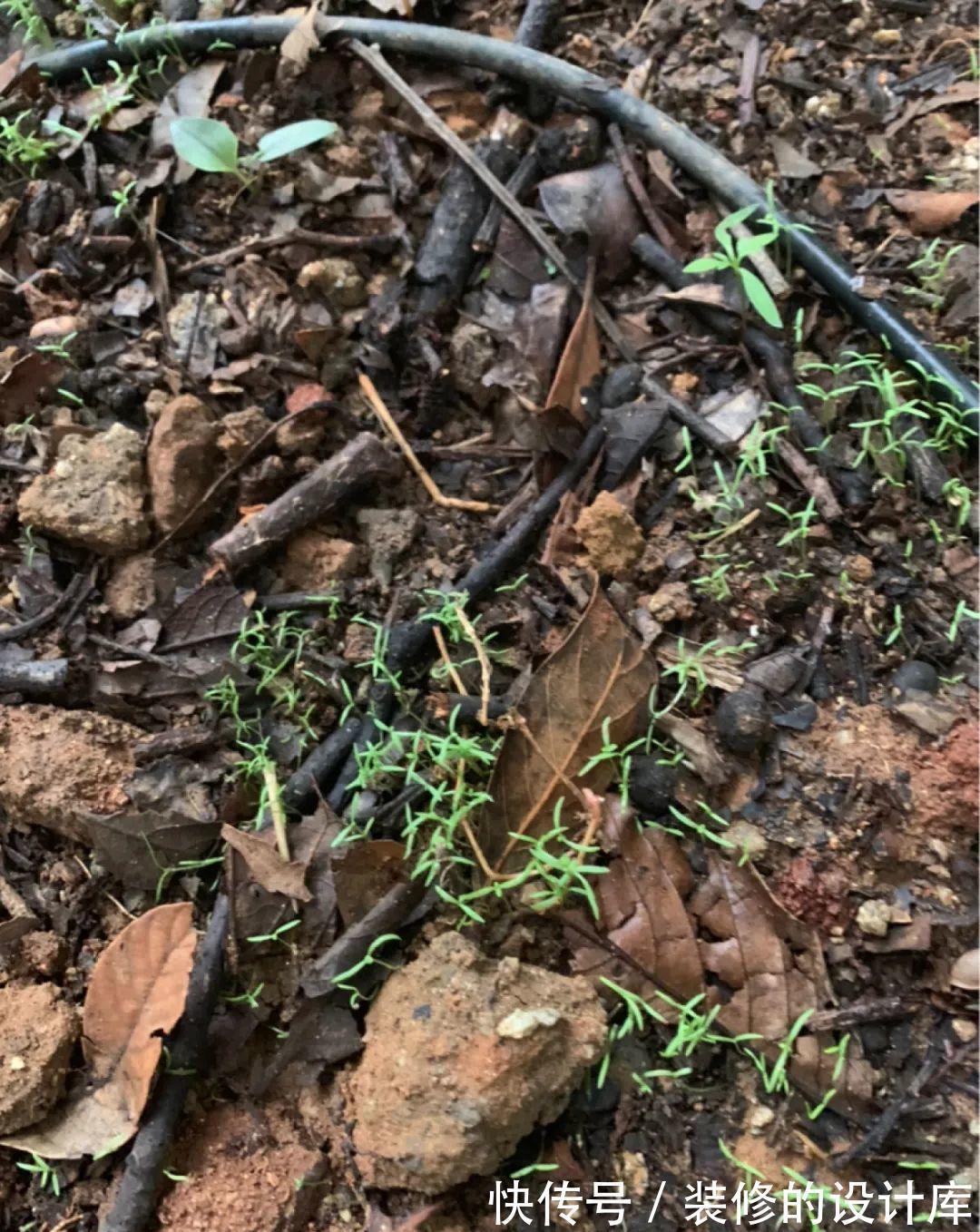 芦荟|8种花像“老母猪”，种一棵，生一窝，多得没地方养