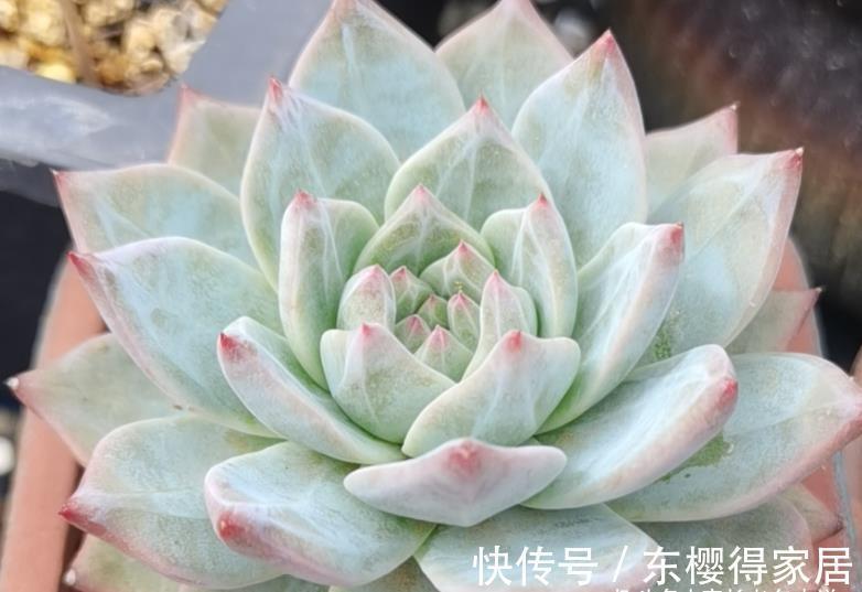 皮氏蓝石莲|多肉蓝鸟有薄叶和厚叶之分,不过养护方式差不多,夏天度夏也不难