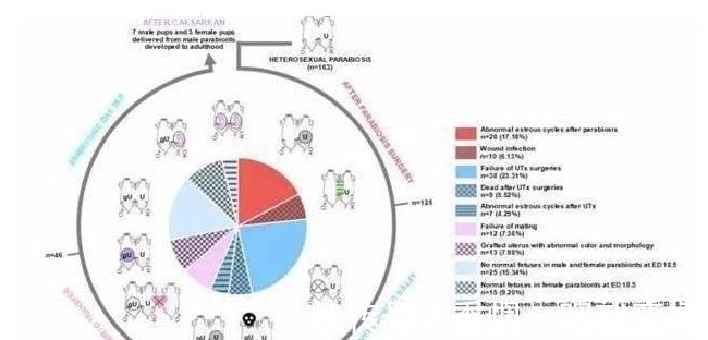生崽|公鼠成功怀孕生崽,男人生孩子还远吗?