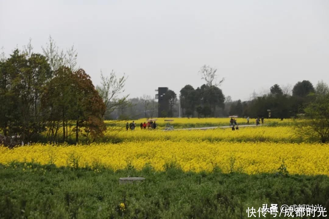 22℃的成都 7个油菜花地点 就近选择