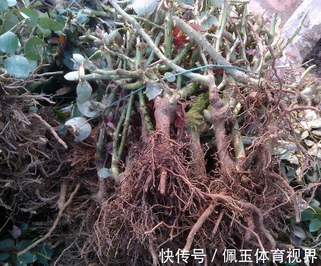 月季|一个月狂卖4万多件,老桩月季收割了多少人的智商税
