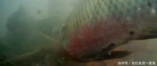 水下|因河里鲫鱼越来越少,温州钓鱼人放下水下相机,拍到惊人画面