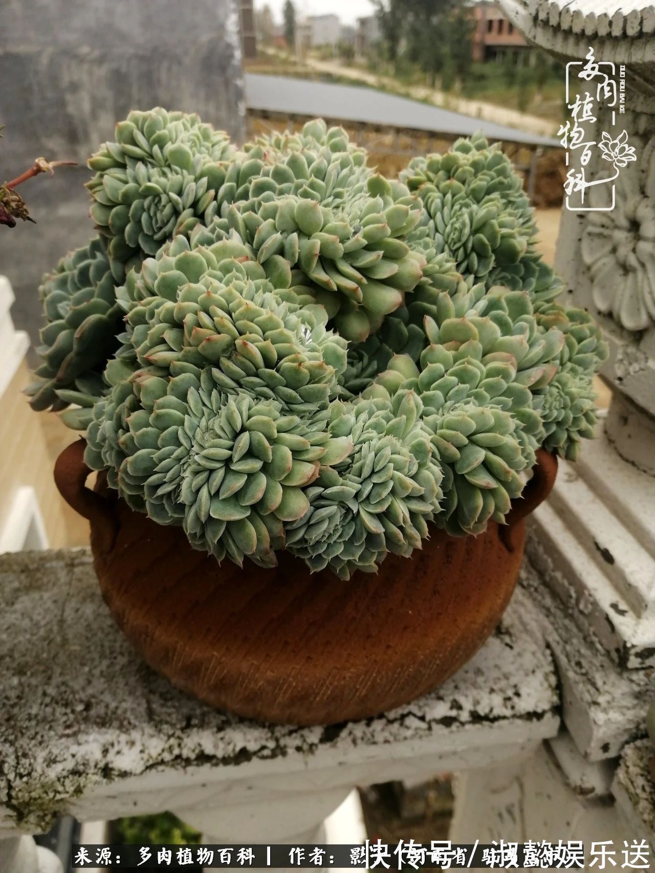 漂亮|被风雨洗礼的多肉越来越漂亮了,忍不住又往坑里跳!