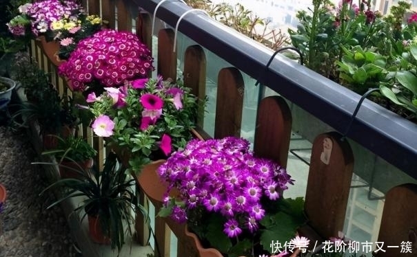 养花如何解决虫害问题?从预防到治疗,这里都有答案