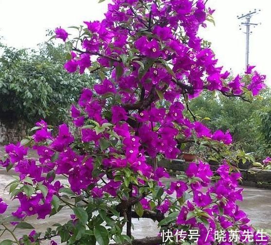 3种花很怕冷,赶紧搬室内,这样才能顺利过冬