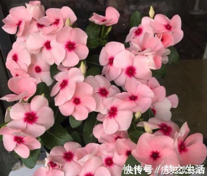 4种花高贵优雅,花开不断,看了就让人沉醉