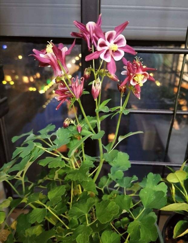 3种花,虽然名字不好听,但开花上百朵,呼呼爆花