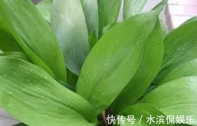 养护|一叶兰没开花,如何养护一叶兰能让它开花,学会几招轻松爆盆