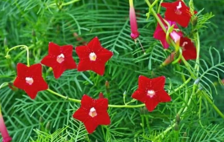 家中必养5种花,好养漂亮花期长,1个月不浇水,长得枝繁叶茂