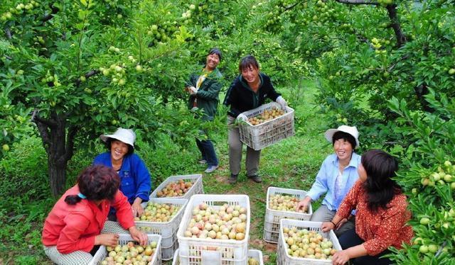 农村这种水果正当季，古人叫它“肝之果”，5月一定不要错过