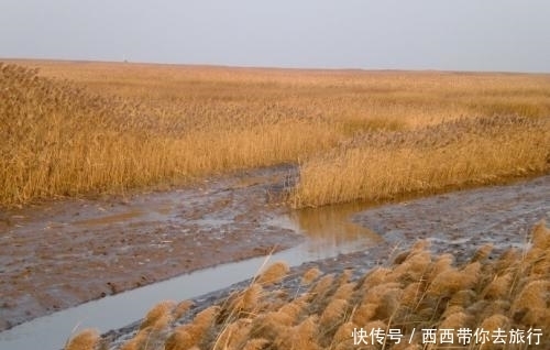 上海一座大型湿地公园，总投资约1亿元，因鸟类繁多而走红