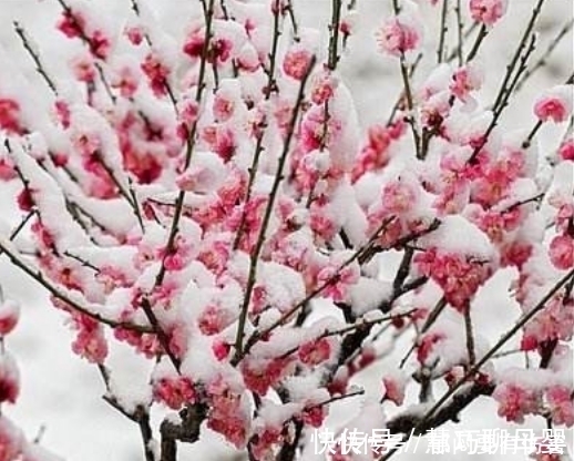 财运|算命生肖说：今年财运亨通，飞黄腾达，翻身做富豪的3大生肖