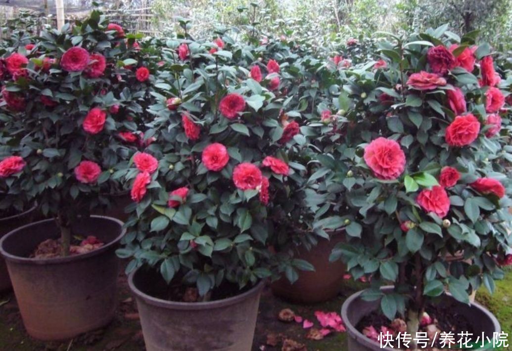 养茶花，孕蕾期间做好4件事，不落花苞，提前开花