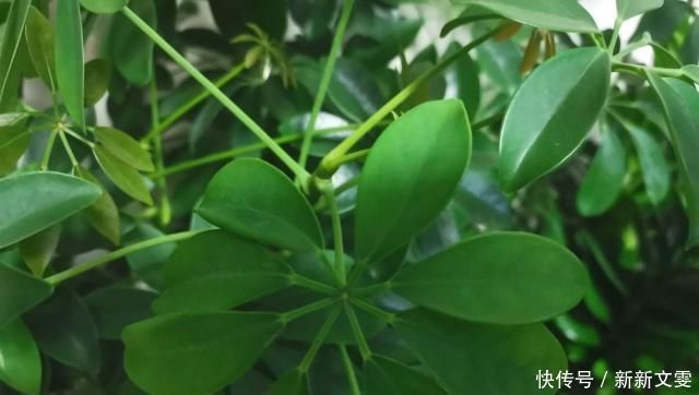  区分|家庭养花，怎么区分“酸性土”和“碱性土”告诉你个小方法