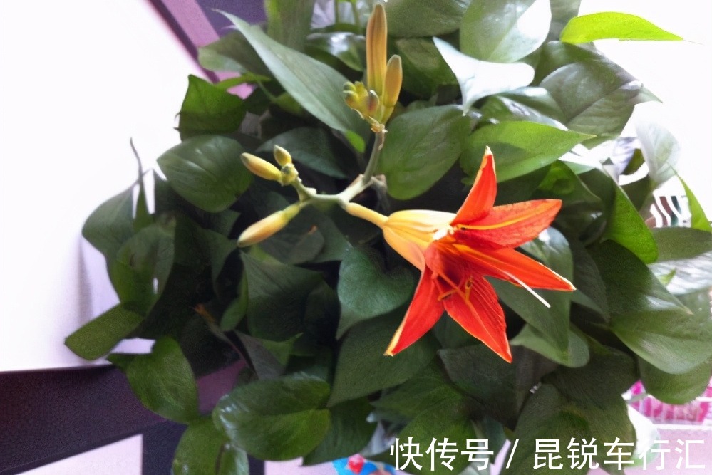 绿萝开花吗?真的有人看到过,有图片为证!并不是谣言