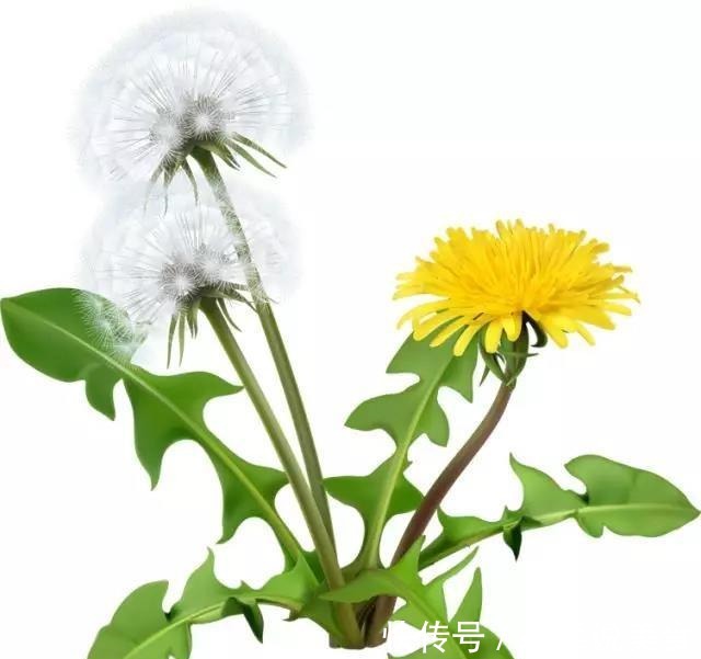 清热解毒|野菜吃不对小心致命!这7种野菜可以放心吃