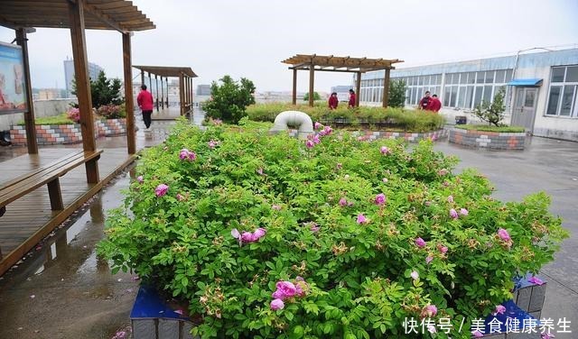 楼顶养花,做好3件事,否则空中花园变“空中危楼”!