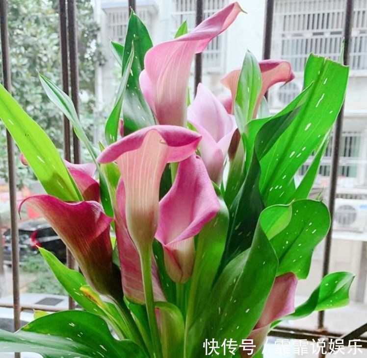家适合养在阳台的花卉,花香易打理轻松开出花海,养在客厅美极了