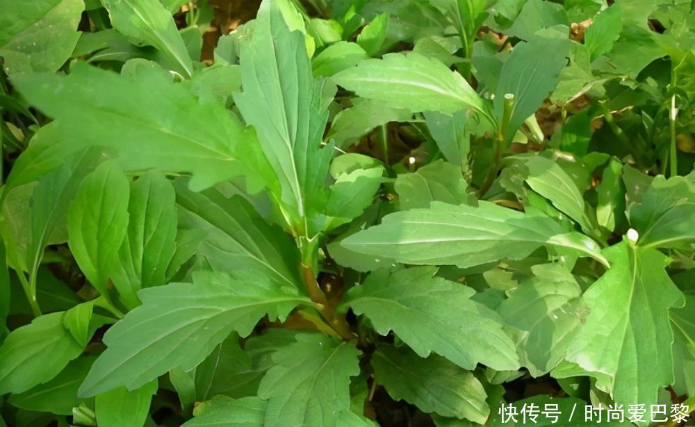 护肤|对身体最好的3种食物,坚持吃一些,美白护肤、滋润身体!