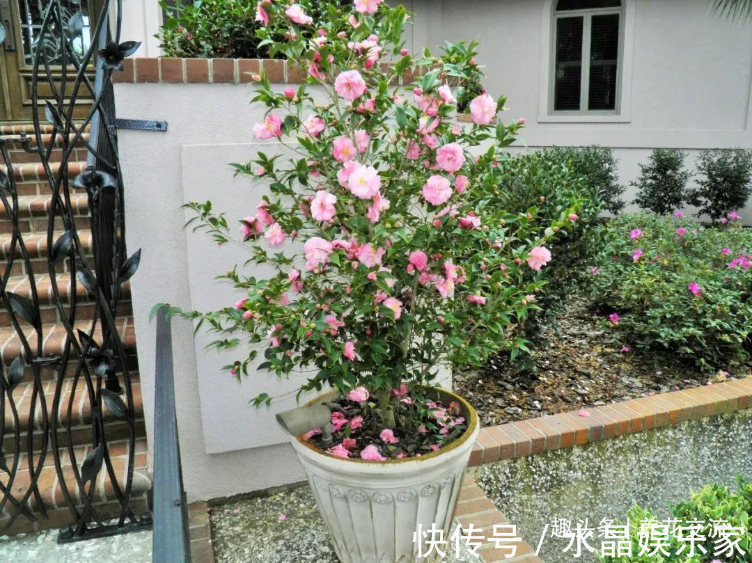 栀子花、茉莉、茶花和杜鹃养不好两种矾肥水制作配方贡献给你