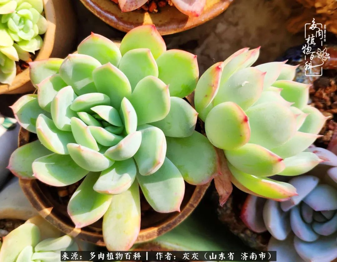 多肉植物|养多肉四年,铁打的盆盆流水的肉,无需多问,问就是喜欢!