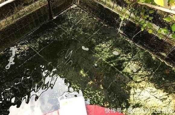 池子|野湖钓回一条鱼,放进家里水池,结果池子里的鱼全死了!
