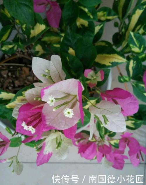 三角梅|喜欢养三角梅，不要错过此6个品种，开花真的太勤了