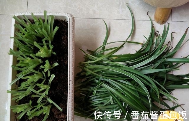 春天来临,这5种盆栽要修理一番了,剃成小光头,开花更顺利