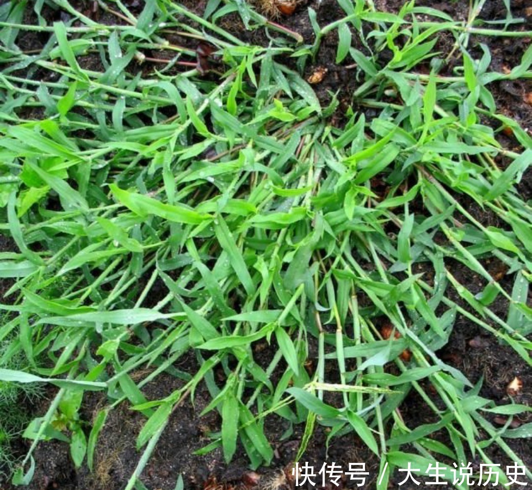 地头|提个醒在田间地头遇见此野草,一定要拔回家,现在知道还不晚