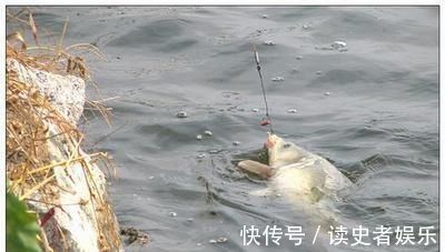 钓鲤鱼的最关键的2点，你知道吗老钓友为你解答