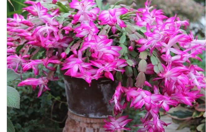 花开满枝比兰花都美!丢土里就能活,价格便宜容易爆盆