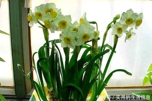 家中这“4处”别养花,摆啥花都难活,不是叶黄、就是根烂!