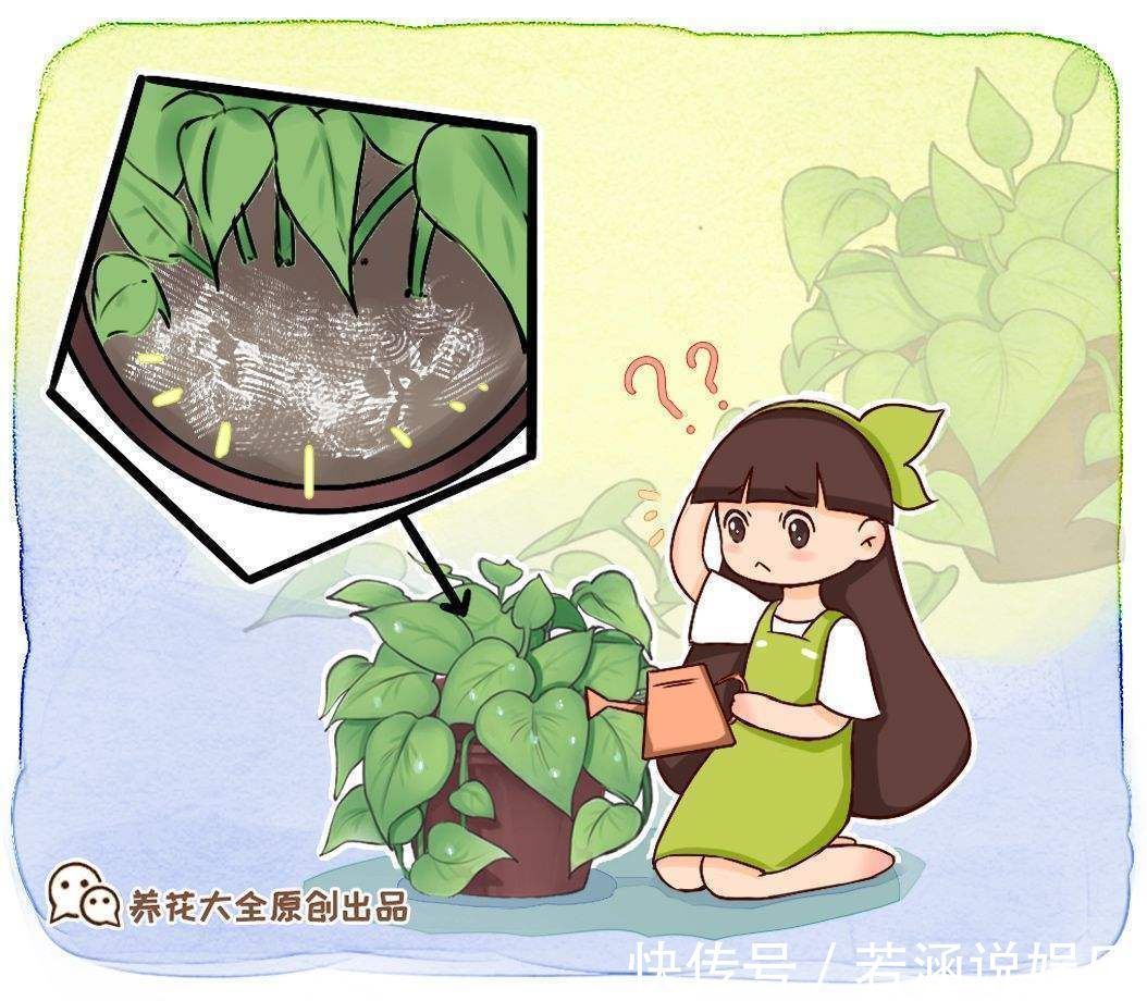养花|家里的养花土生虫子?学会这几招,什么虫子都不用怕了