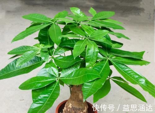 铁线蕨|天气转暖，家里的六种花不能让晒太阳，很容易就被灼伤