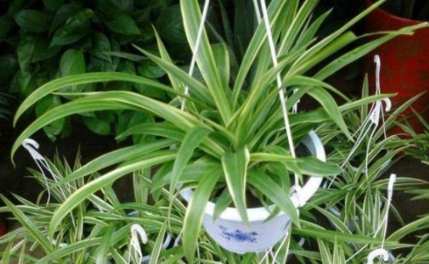 养好吊兰，学会几个方法，不干尖开花多，新芽呼呼冒