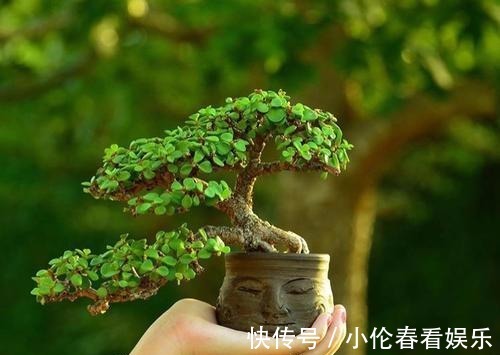 修剪|养好金枝玉叶,秋季要贴秋膘,该怎样进行?