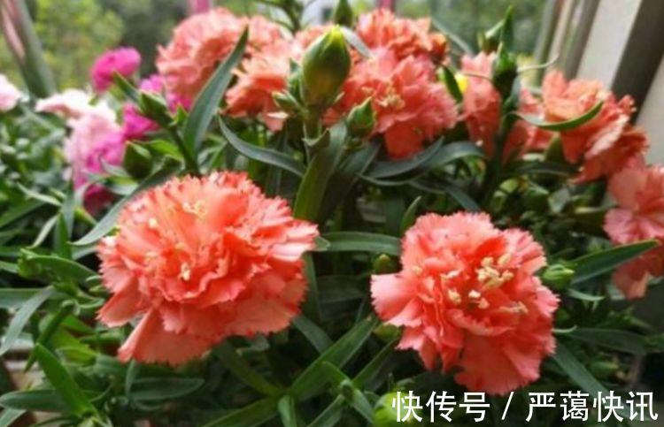 花卉|家养几款花卉，开花勤爱爆盆，盛开时繁花似锦，美轮美奂