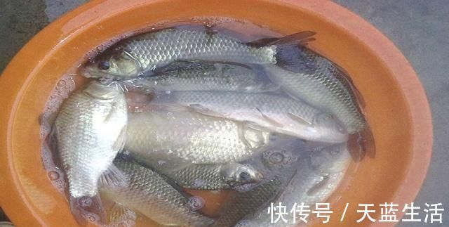 鱼饵|商品饵加上这些东西做鱼饵，钓鱼效果翻一番，拿走配方试试吧