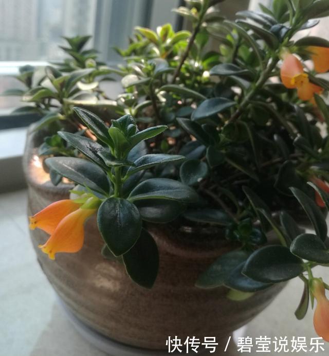 花繁叶茂|它比金边吊兰漂亮，1个修剪小技巧，长势快，开花不断，花繁叶茂