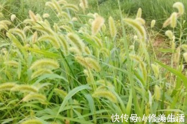 狗尾草|默默无闻的狗尾巴草，泡水喝竟有4个好处，男人女人都需要！