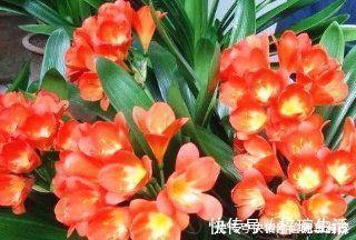 花盆|还在用花肥养花盆里埋10粒它，半年不用施肥，叶绿花又旺