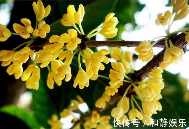 桂花|想要桂花开花更多,香味浓,以下3个方面多注意,四季开花更美丽