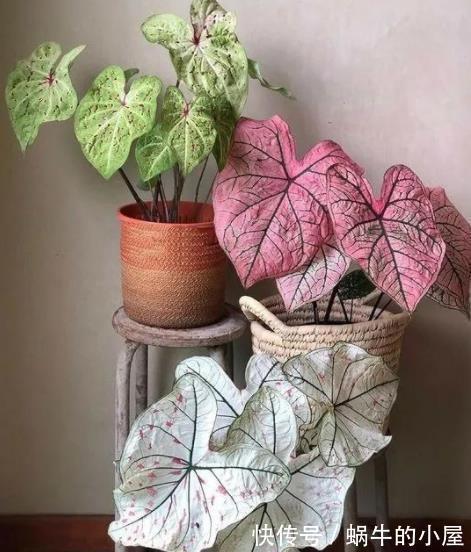 好养|盘点10种耐阴花，北阳台照样生机勃勃，皮实好养有格调