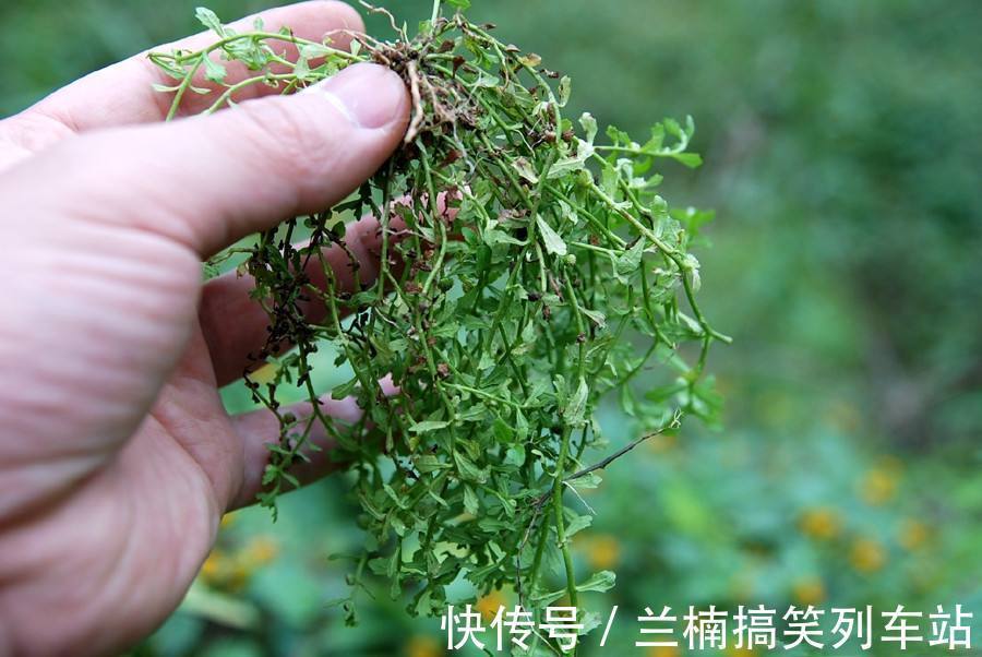 老农民们|农村路边随处可见的野草,不起眼却对鼻炎有奇效,都认识下