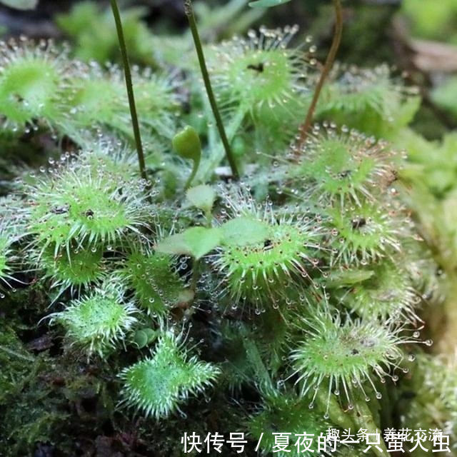 特别小众的13种奇特观赏盆栽,适合养在桌面上,看着都想养几盆